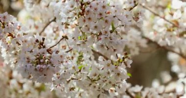 Tayvan 'da bahar, kiraz çiçekleri mevsimi, Wuling Çiftliği, beyaz sis, kiraz çiçekleri