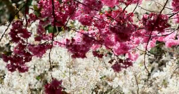 Primavera Taiwan Estação Flores Cerejeira Flores Cerejeira Wuling Farm — Vídeo de Stock