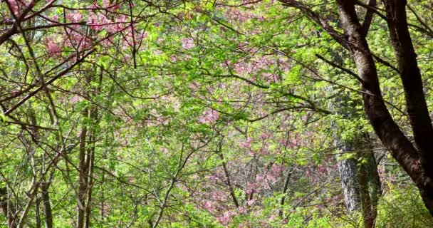 Taiwan Spring Cherry Blossom Viewing Wuling Farm Cherry Blossom Trail — Stock Video