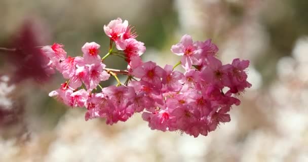 Taiwán Primavera Observación Flores Cerezo Wuling Farm Sendero Flores Cerezo — Vídeo de stock