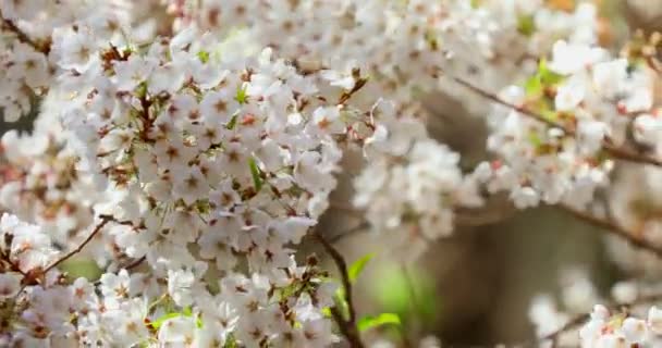 Весна Тайване Сезон Цветения Вишни Wuling Farm Белый Туман Цветение — стоковое видео
