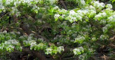 Parktaki çiçeklerle dolu püsküller, yaygın olarak April Snow olarak bilinir.