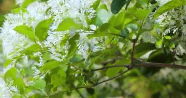 Parktaki çiçeklerle dolu püsküller, yaygın olarak April Snow olarak bilinir.