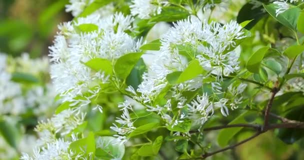 Las Borlas Llenas Flores Parque Comúnmente Conocido Como April Snow — Vídeo de stock