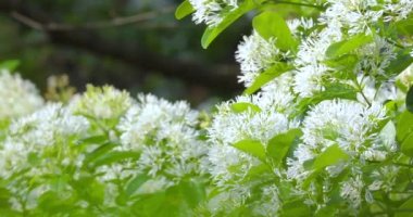 Parktaki çiçeklerle dolu püsküller, yaygın olarak April Snow olarak bilinir.