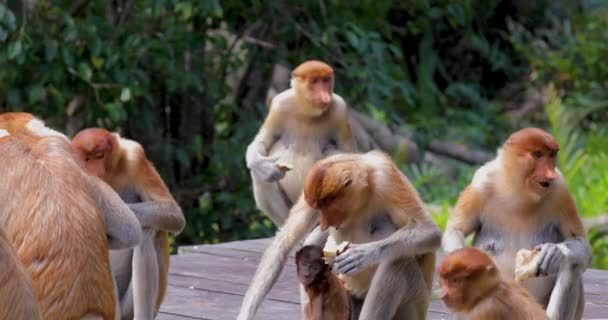 Proboscis Monkey Conservation Animals Sandakan Sabah Borneo Maleisië — Stockvideo