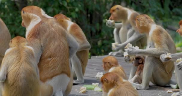 プロボシスモンキー 保全動物 サンダカン サバ州 ボルネオ マレーシア — ストック動画