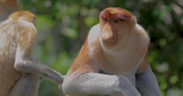 Macaco Probóscide Animais Conservação Sandakan Sabah Bornéu Malásia — Vídeo de Stock