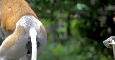 Hortumlu Maymun, Koruma Hayvanları, Sandakan, Sabah, Borneo, Malezya