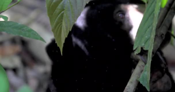 Animais Conservação Ursos Malaios Sandakan Sabah Bornéu Malásia — Vídeo de Stock