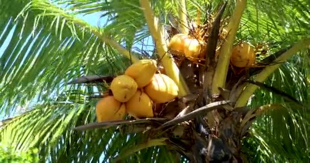 Kokosbomen Turtle Island Sandakan Sabah Borneo Maleisië — Stockvideo