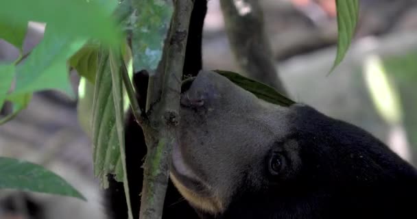 Hewan Konservasi Beruang Melayu Sandakan Sabah Borneo Malaysia — Stok Video