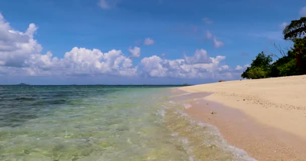 Scimmia Proboscide Animali Conservazione Sandakan Sabah Borneo Malesia — Video Stock