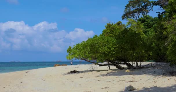 Rüsselaffen Schutztiere Sandakan Sabah Borneo Malaysia — Stockvideo