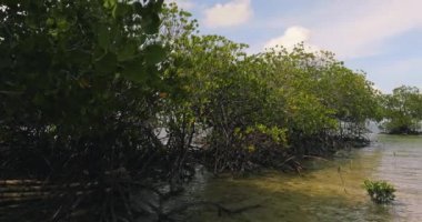 Turtle Adası 'ndaki Mangrovlar, Sandakan, Sabah, Borneo, Malezya