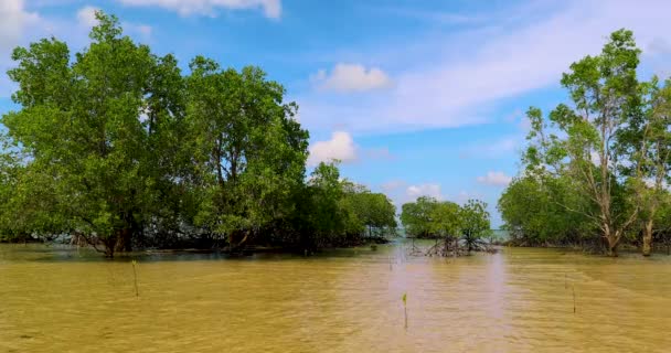 Mangroven Turtle Island Sandakan Sabah Borneo Maleisië — Stockvideo