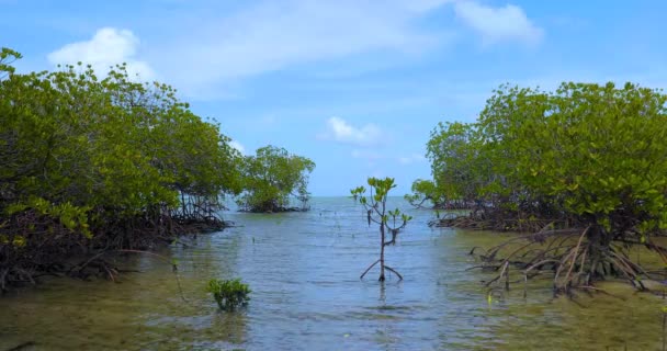 Mangroves Sur Turtle Island Sandakan Sabah Bornéo Malaisie — Video