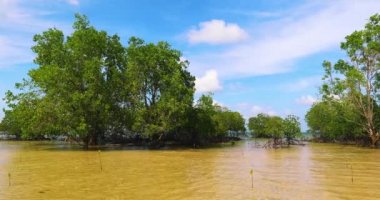 Turtle Adası 'ndaki Mangrovlar, Sandakan, Sabah, Borneo, Malezya