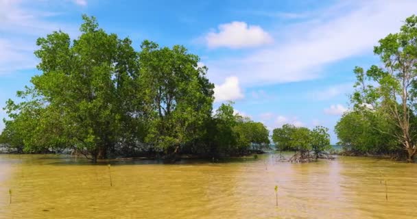 Turtle Adası Ndaki Mangrovlar Sandakan Sabah Borneo Malezya — Stok video