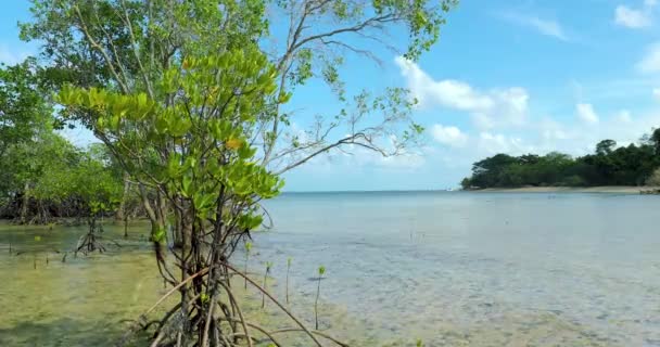 Mangroven Turtle Island Sandakan Sabah Borneo Maleisië — Stockvideo