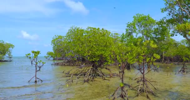 Mangroves Turtle Island Sandakan Sabah Borneo Malaysia — Stock Video