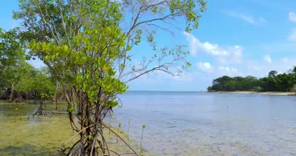 Mangroves Turtle Island Sandakan Sabah Βόρνεο Μαλαισία — Αρχείο Βίντεο