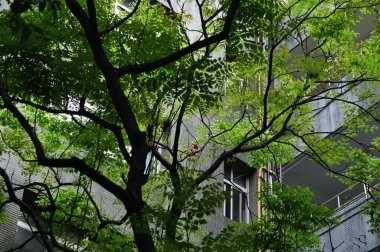 Bahar kampüsünde yeşil yapraklar ve sınıf binaları