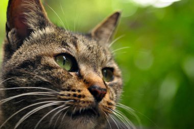 Kırmızı duvarda çömelmiş şirin bir kedi.