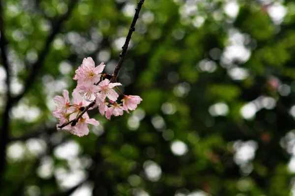 Tajwański Sezon Kwitnienia Wiśni Kwiaty Wiśni Pełnym Rozkwicie — Zdjęcie stockowe