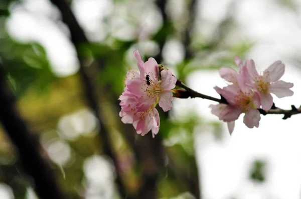 Saison Des Fleurs Cerisier Taiwan Les Fleurs Cerisier Pleine Floraison — Photo