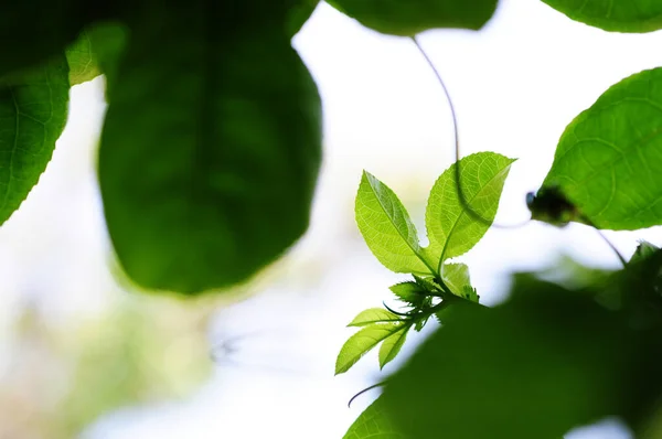 Der Frühling Ist Die Ersten Grünen Blätter Sprießen — Stockfoto