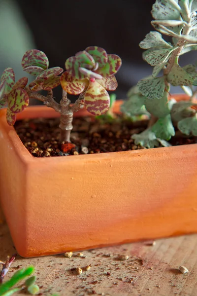 Plantando Flores Jardim Mãos Femininas Estão Transplantando Suculentas Vasos — Fotografia de Stock