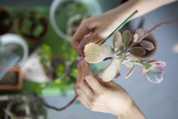 Plantando Flores Jardim Mãos Femininas Estão Transplantando Suculentas Vasos — Fotografia de Stock