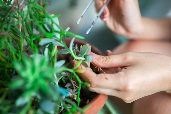 Menanam Bunga Kebun Tangan Perempuan Transplantasi Sukulen Dalam Pot — Stok Foto