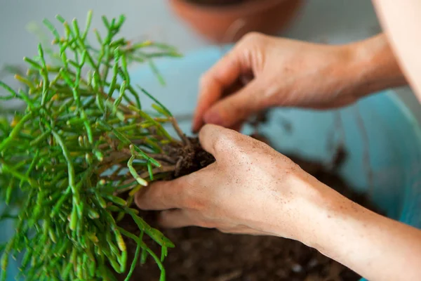 Menanam Bunga Kebun Tangan Perempuan Transplantasi Sukulen Dalam Pot — Stok Foto