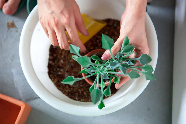 Plantando Flores Jardim Mãos Femininas Estão Transplantando Suculentas Vasos — Fotografia de Stock