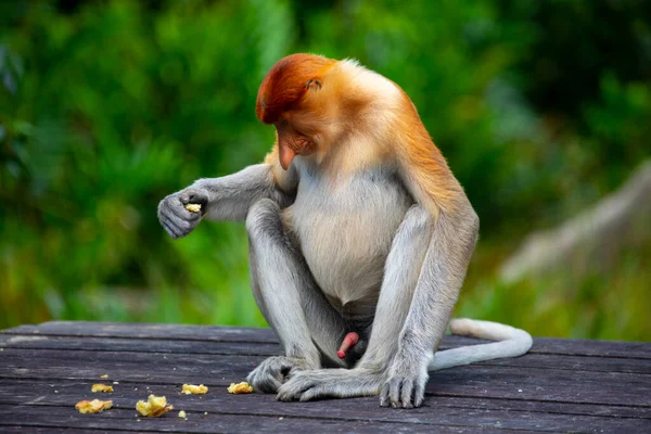 Rüssel Affe Ein Schutztier Das Auf Nahrungssuche Ist — Stockfoto