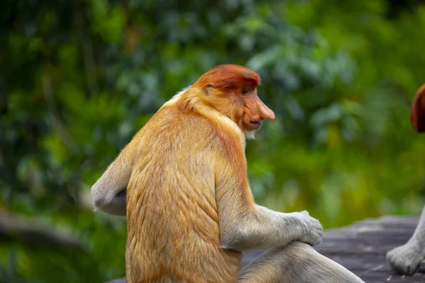 Monyet Proboscis Hewan Pelestarian Yang Mencari Makan — Stok Foto