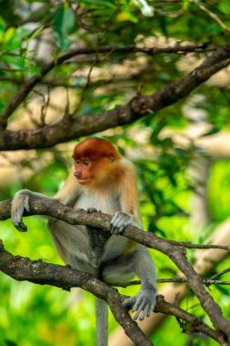 Hortumlu maymun, yiyecek arayan bir koruma hayvanı.