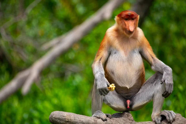 Rüssel Affe Ein Schutztier Das Auf Nahrungssuche Ist — Stockfoto