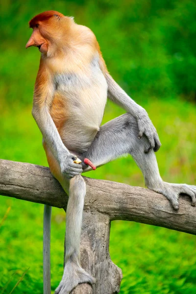 Rüssel Affe Ein Schutztier Das Auf Nahrungssuche Ist — Stockfoto