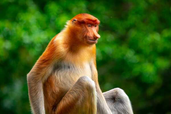 Proboscis monkey, a conservation animal that is foraging