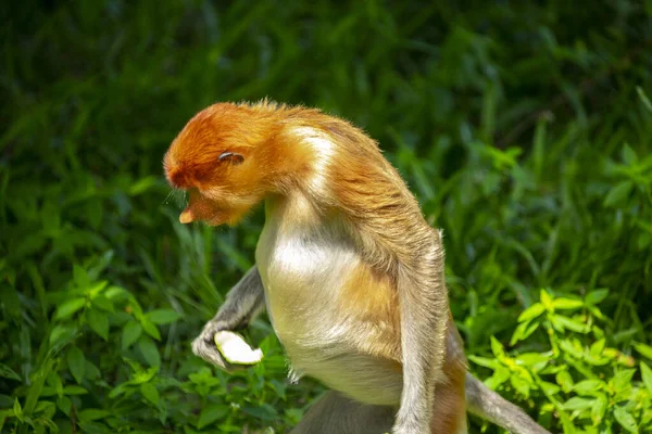 Macaco Probóscide Animal Conservação Que Está Forrageando — Fotografia de Stock