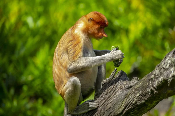 Proboscis Opice Konzervační Zvíře Které Hledá — Stock fotografie