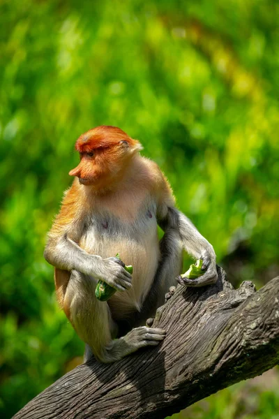 Proboscis Aap Een Instandhoudingsdier Dat Foerageert — Stockfoto