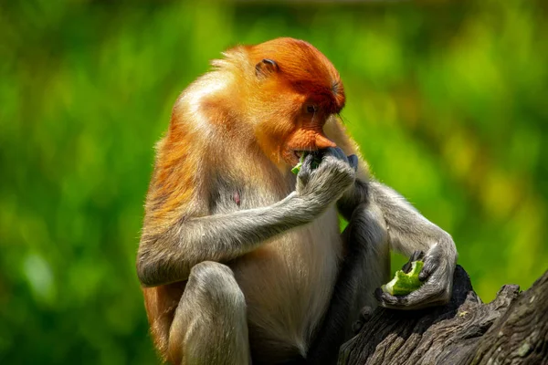 Rüssel Affe Ein Schutztier Das Auf Nahrungssuche Ist — Stockfoto