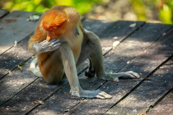 Rüssel Affe Ein Schutztier Das Auf Nahrungssuche Ist — Stockfoto