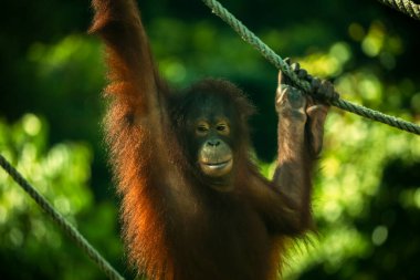 Yedek Orangutanlar, yiyecek arıyorlar.