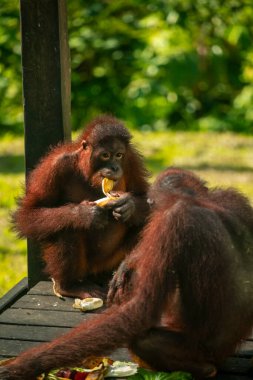 Yedek Orangutanlar, yiyecek arıyorlar.