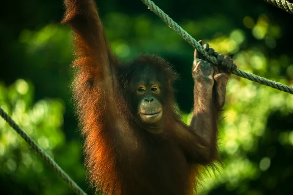 Yedek Orangutanlar Yiyecek Arıyorlar — Stok fotoğraf